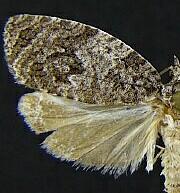 Apotomis removana