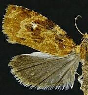 Phaecasiophora confixana