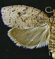 Phaecasiophora inspersa