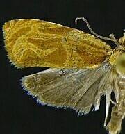 Olethreutes nitidana