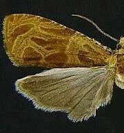 Olethreutes nitidana