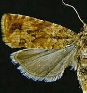 Olethreutes rusticanum