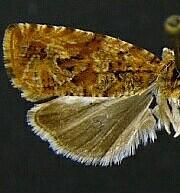 Olethreutes trepidulum