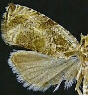 Olethreutes mediopartitum