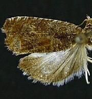 Olethreutes tenebricum