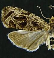 Olethreutes tilianum