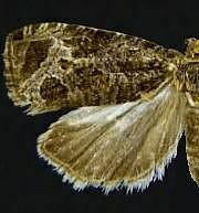 Olethreutes sciotana