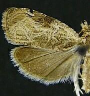 Olethreutes mysteriana