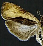 Olethreutes nigranum