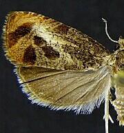 Olethreutes hamameliana