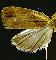 Olethreutes ochrosuffusanum