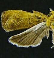 Olethreutes ferrugineanum