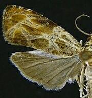 Olethreutes fagigemmeana