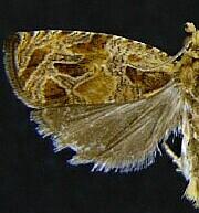 Olethreutes sericoranum