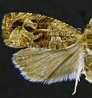 Olethreutes melanomesum