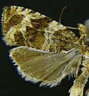 Olethreutes brevirostratum