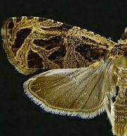 Olethreutes permundana