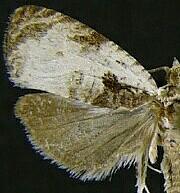 Olethreutes malana