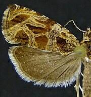 Olethreutes lacunanum