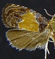 Olethreutes osmundana