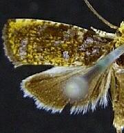 Olethreutes auricapitana