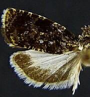 Olethreutes albiciliana