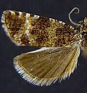 Olethreutes sordidana