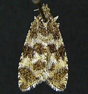 Olethreutes galaxana