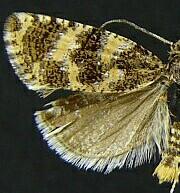 Olethreutes galaxana