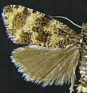 Olethreutes galaxana