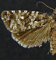 Phiaris turfosana