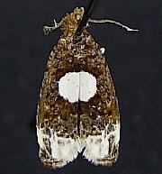 Olethreutes devotana