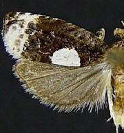 Olethreutes devotana