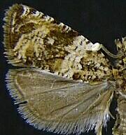 Celypha cespitana