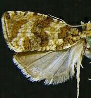 Celypha cespitana