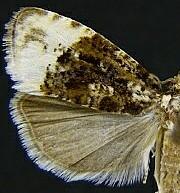 Hedya ochroleucana