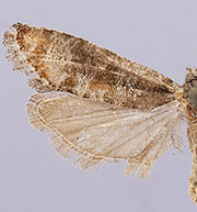 Rhyacionia fumosana