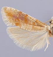 Rhyacionia versicolor