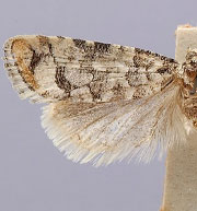 Barbara colfaxiana