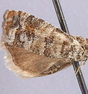 Barbara colfaxiana