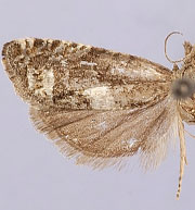 Eucosma oregonensis