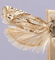 Eucosma misturana