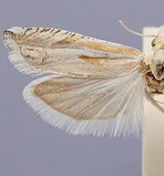 Eucosma indagatricana