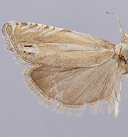 Eucosma occidentalis