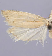 Eucosma salmicolorana