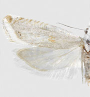 Eucosma hodgesi
