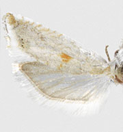 Eucosma hodgesi