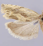 Eucosma olivaceana