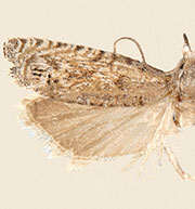 Pelochrista comatulana