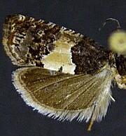 Epiblema glenni